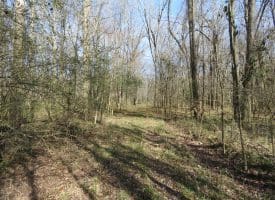 140+/- Acres of River Front Hunting Land For Sale in Bladen County NC!