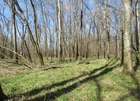 140+/- Acres of River Front Hunting Land For Sale in Bladen County NC!