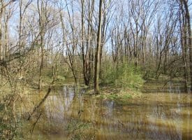 140+/- Acres of River Front Hunting Land For Sale in Bladen County NC!