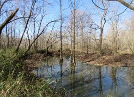 140+/- Acres of River Front Hunting Land For Sale in Bladen County NC!