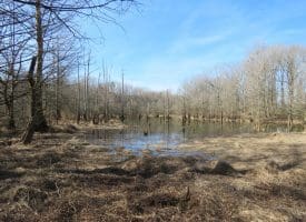 140+/- Acres of River Front Hunting Land For Sale in Bladen County NC!