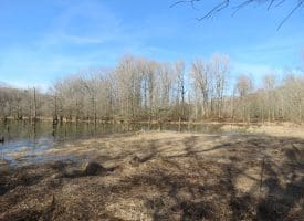 140+/- Acres of River Front Hunting Land For Sale in Bladen County NC!