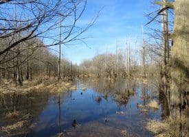 140+/- Acres of River Front Hunting Land For Sale in Bladen County NC!
