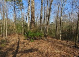 140+/- Acres of River Front Hunting Land For Sale in Bladen County NC!