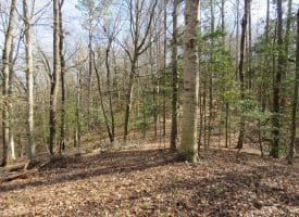 140+/- Acres of River Front Hunting Land For Sale in Bladen County NC!