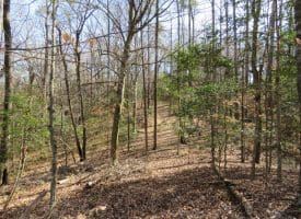 140+/- Acres of River Front Hunting Land For Sale in Bladen County NC!