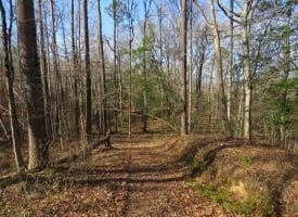 140+/- Acres of River Front Hunting Land For Sale in Bladen County NC!