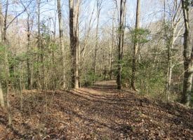 140+/- Acres of River Front Hunting Land For Sale in Bladen County NC!