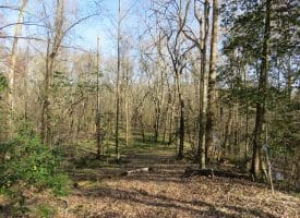 140+/- Acres of River Front Hunting Land For Sale in Bladen County NC!