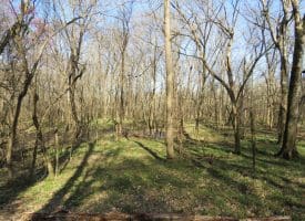 140+/- Acres of River Front Hunting Land For Sale in Bladen County NC!