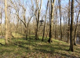 140+/- Acres of River Front Hunting Land For Sale in Bladen County NC!