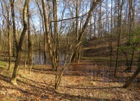140+/- Acres of River Front Hunting Land For Sale in Bladen County NC!