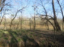 140+/- Acres of River Front Hunting Land For Sale in Bladen County NC!