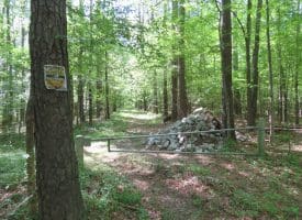 140+/- Acres of River Front Hunting Land For Sale in Bladen County NC!