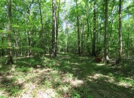 140+/- Acres of River Front Hunting Land For Sale in Bladen County NC!