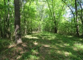 140+/- Acres of River Front Hunting Land For Sale in Bladen County NC!