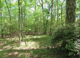 140+/- Acres of River Front Hunting Land For Sale in Bladen County NC!