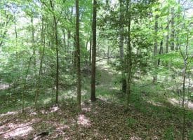 140+/- Acres of River Front Hunting Land For Sale in Bladen County NC!