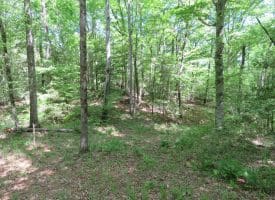 140+/- Acres of River Front Hunting Land For Sale in Bladen County NC!