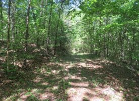 140+/- Acres of River Front Hunting Land For Sale in Bladen County NC!