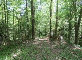 140+/- Acres of River Front Hunting Land For Sale in Bladen County NC!