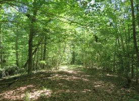 140+/- Acres of River Front Hunting Land For Sale in Bladen County NC!