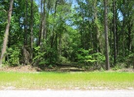 140+/- Acres of River Front Hunting Land For Sale in Bladen County NC!