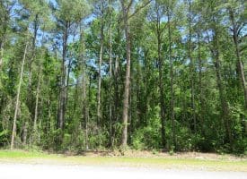 140+/- Acres of River Front Hunting Land For Sale in Bladen County NC!