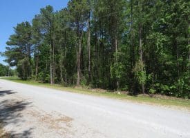 140+/- Acres of River Front Hunting Land For Sale in Bladen County NC!