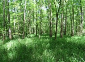140+/- Acres of River Front Hunting Land For Sale in Bladen County NC!