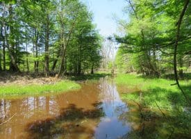 140+/- Acres of River Front Hunting Land For Sale in Bladen County NC!