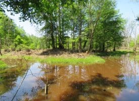 140+/- Acres of River Front Hunting Land For Sale in Bladen County NC!