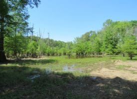 140+/- Acres of River Front Hunting Land For Sale in Bladen County NC!