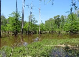 140+/- Acres of River Front Hunting Land For Sale in Bladen County NC!