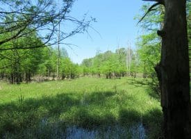 140+/- Acres of River Front Hunting Land For Sale in Bladen County NC!