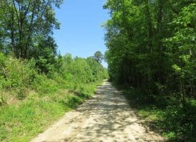 140+/- Acres of River Front Hunting Land For Sale in Bladen County NC!