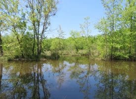 140+/- Acres of River Front Hunting Land For Sale in Bladen County NC!