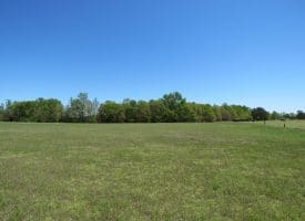 15 +/- Acre Farm With Pond For Sale in Robeson County NC!