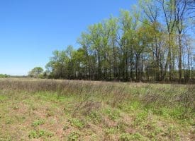 15 +/- Acre Farm With Pond For Sale in Robeson County NC!