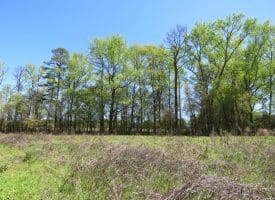 15 +/- Acre Farm With Pond For Sale in Robeson County NC!