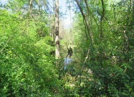 42+/- Acres of Farm and Hunting Land For Sale in Robeson County NC!