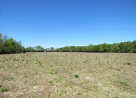 42+/- Acres of Farm and Hunting Land For Sale in Robeson County NC!