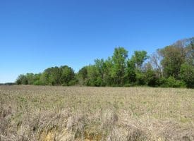 4+/- Acre Lot For Sale in Robeson County NC!