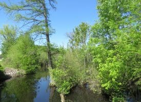 23+/- Acres of   Hunting Land With Home Site For Sale in Robeson County NC!