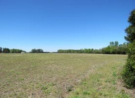 23+/- Acres of   Hunting Land With Home Site For Sale in Robeson County NC!