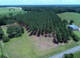 13+/- Acre Estate Lot For Sale in Robeson County NC!