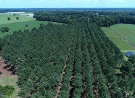 13+/- Acre Estate Lot For Sale in Robeson County NC!