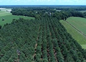 13+/- Acre Estate Lot For Sale in Robeson County NC!