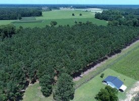 13+/- Acre Estate Lot For Sale in Robeson County NC!