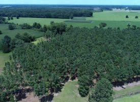 13+/- Acre Estate Lot For Sale in Robeson County NC!